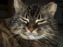 Click to read about Aggi, the diabetic cat that wouldn't regulate