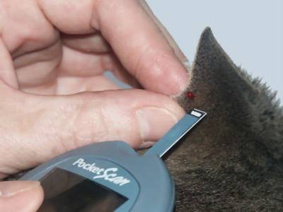 Glucose Tester For Cats