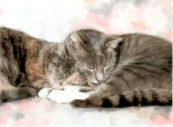 My two diabetic cats, Tokyo (nicknamed Tatty) being squashed by her brother, Paris