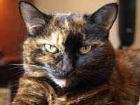 Click to read the story of an old and grumpy rescue cat!