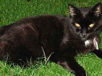 A contented Jazz enjoying some afternoon sun. You can read his story by clicking his picture.