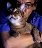 the story of a diabetic Spanish cat, Merlin