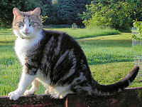 Click this picture to read Jazz’s story