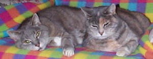 diabetic cats Paris and Tatty, doing their favourite thing!