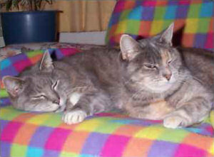 They look pretty contented to me!