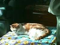 click Toffee’s picture to read his full story