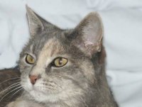 Click to read the story of a truly contrary cat!